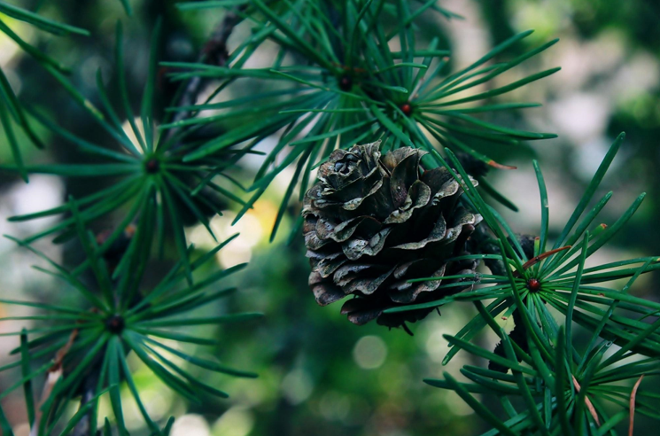 The Wonderful World of Christmas Trees: A History and Celebration